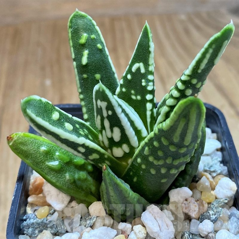 SH16104 Haworthia 'Tears of Angel'