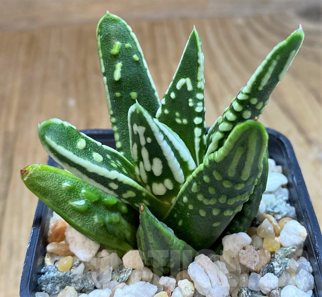SH16104 Haworthia 'Tears of Angel'