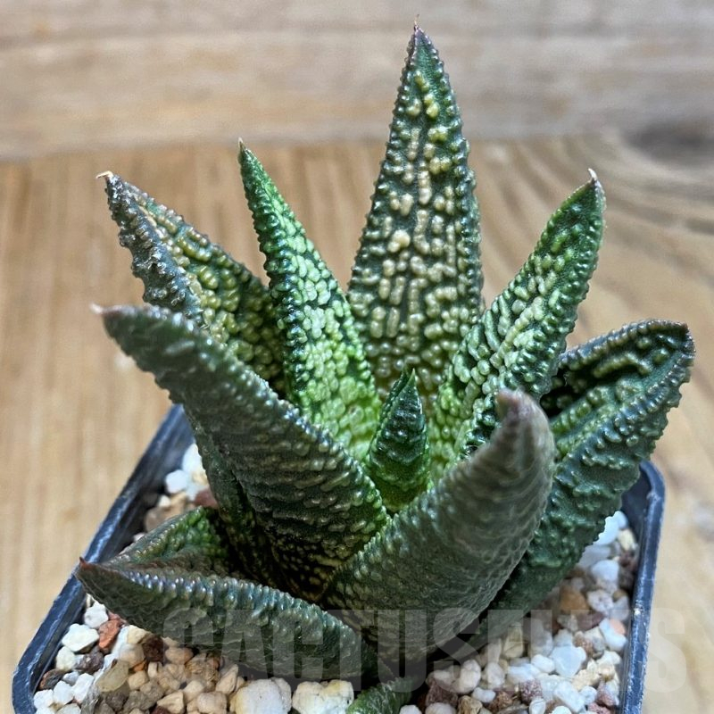 SH16105 Haworthia 'Marble Queen'