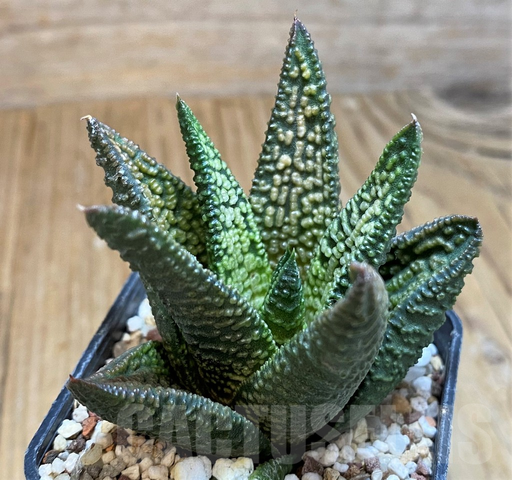 SH16105 Haworthia 'Marble Queen'