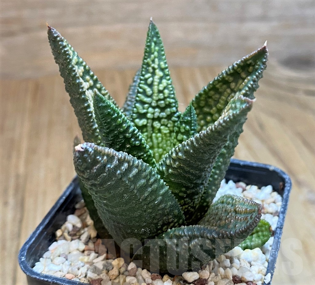 SH16105 Haworthia 'Marble Queen' - Image 2
