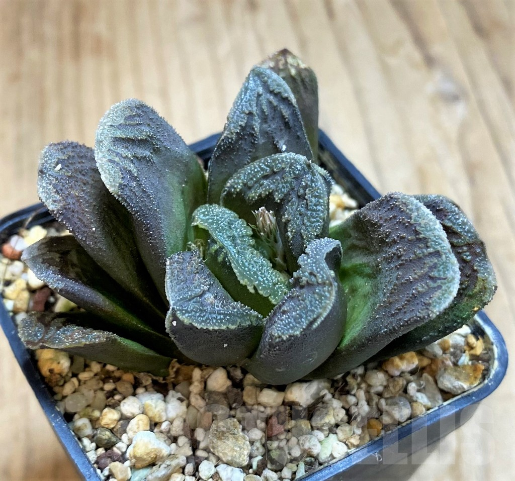 SH16106 Haworthia 'Kegani' hybrid