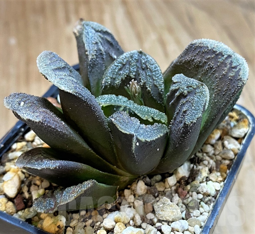 SH16106 Haworthia 'Kegani' hybrid - immagine 2