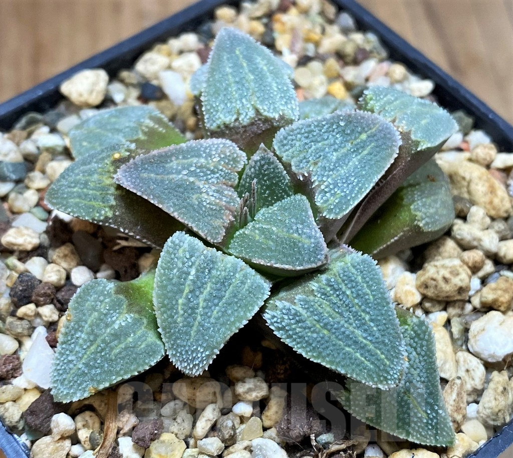 SH16107 Haworthia pygmaea v. crystallina -Japan-