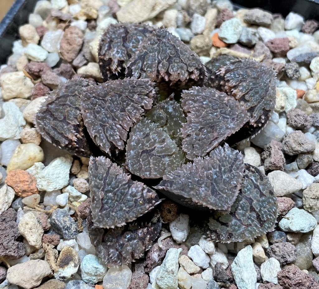 SH16108 Haworthia ‘Gu vi Cheng’