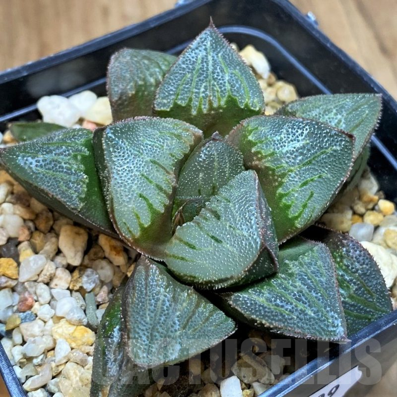 SH16109 Haworthia pygmaea hybrid, seedling old 5 years