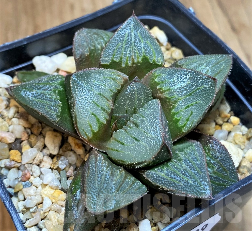 SH16109 Haworthia pygmaea hybrid, seedling old 5 years