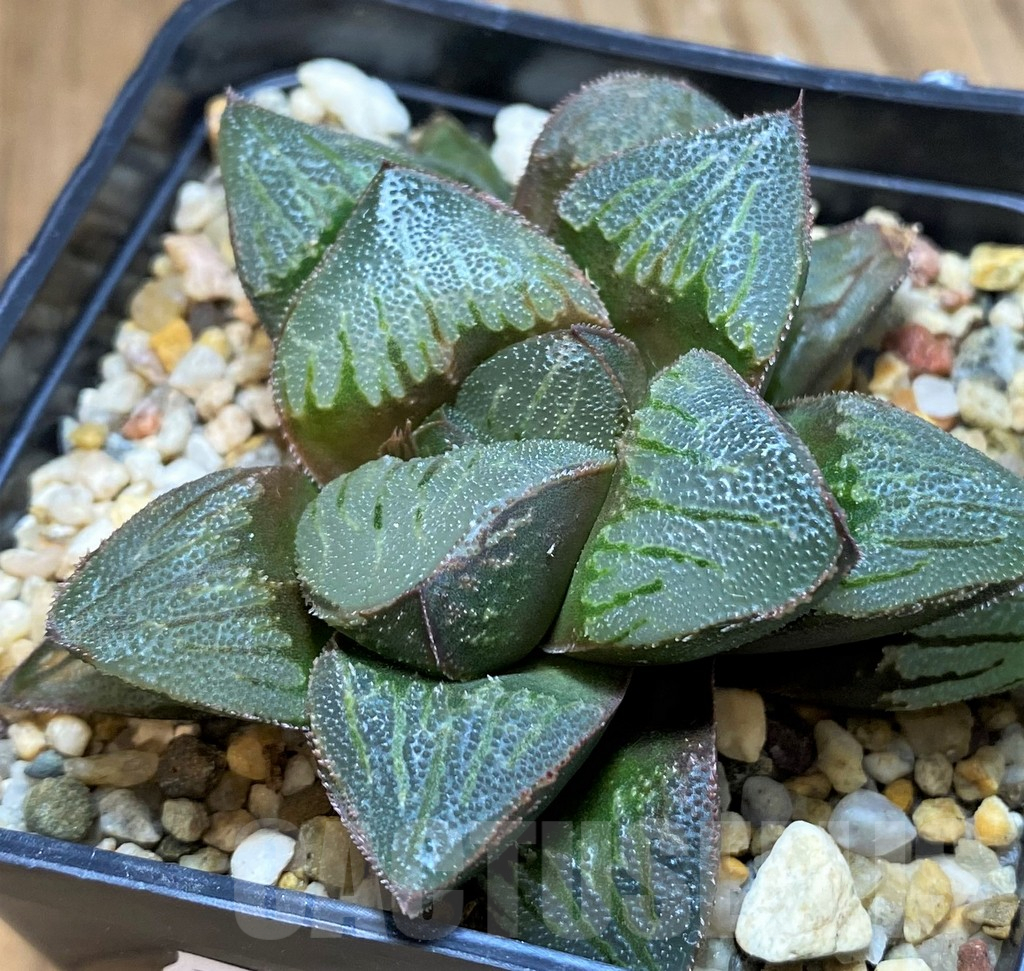 SH16109 Haworthia pygmaea hybrid, seedling old 5 years - Image 2
