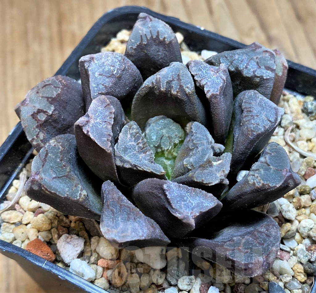 SH16110 Haworthia pygmaea x maughanii F2 - Image 2