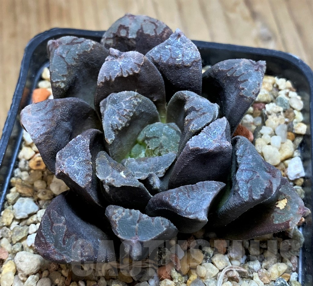 SH16110 Haworthia pygmaea x maughanii F2