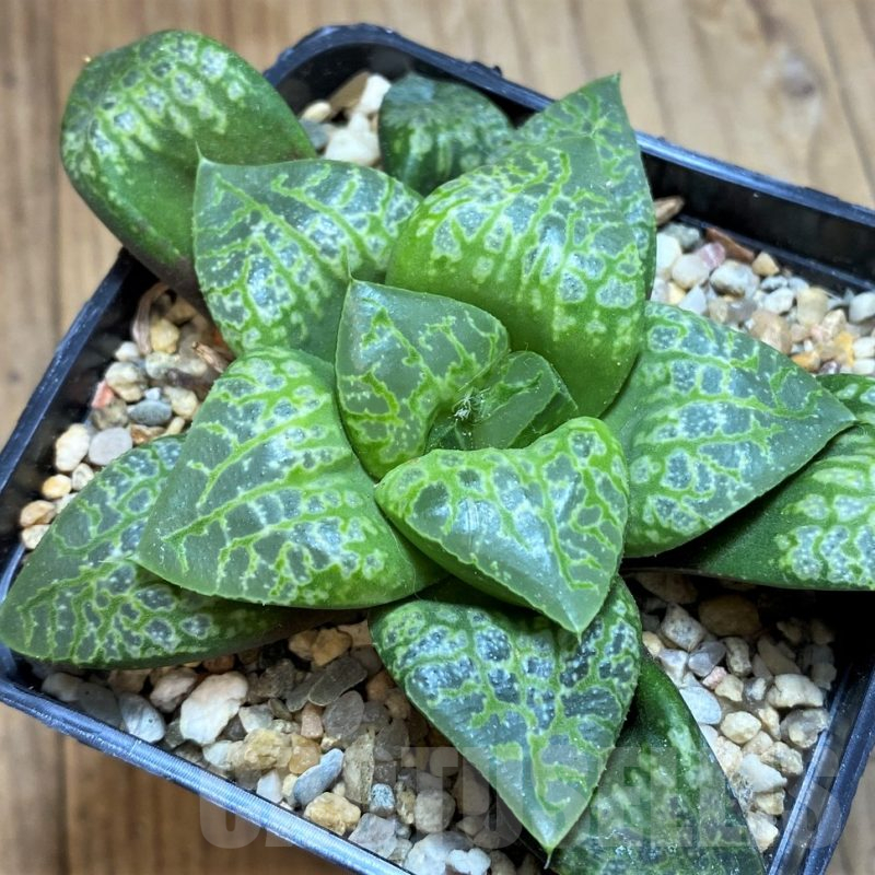 SH16111 Haworthia 'Kamen Butokai'