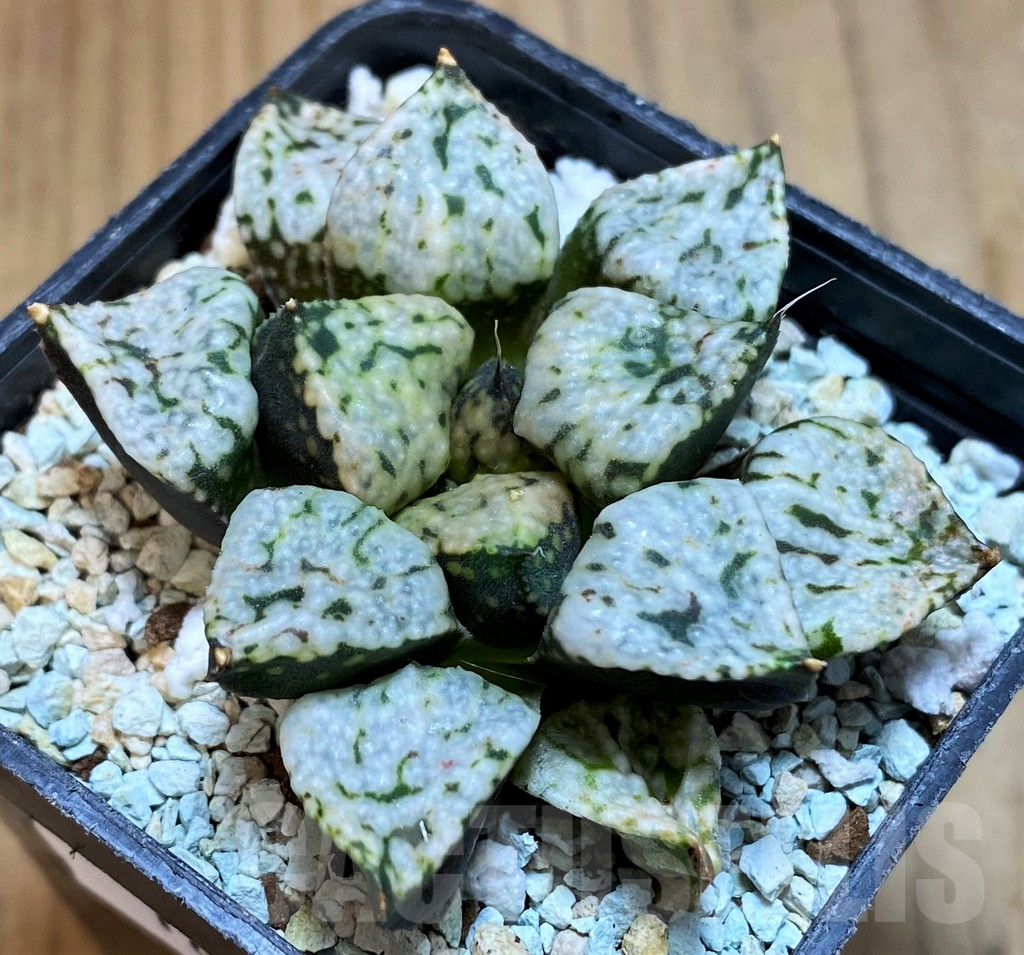 SH16051 Haworthia picta 'Pandora'