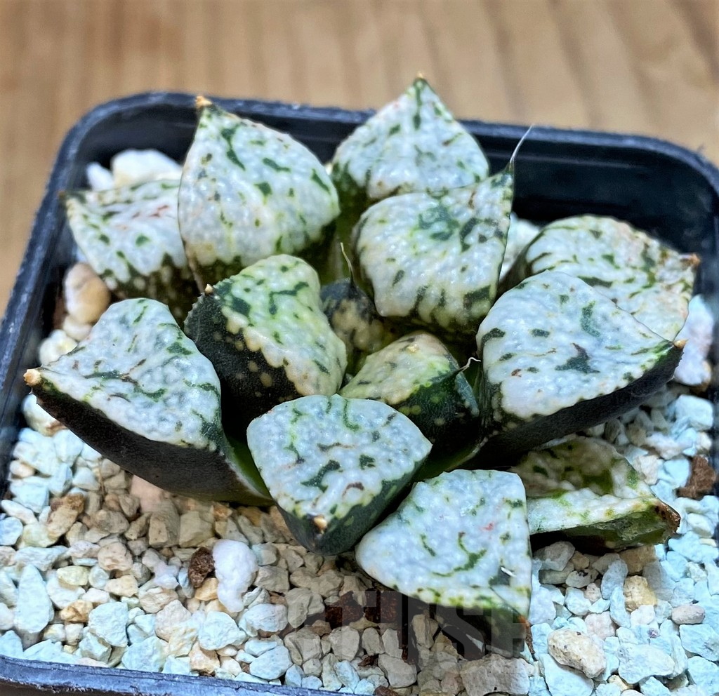 SH16051 Haworthia picta 'Pandora' - Image 2