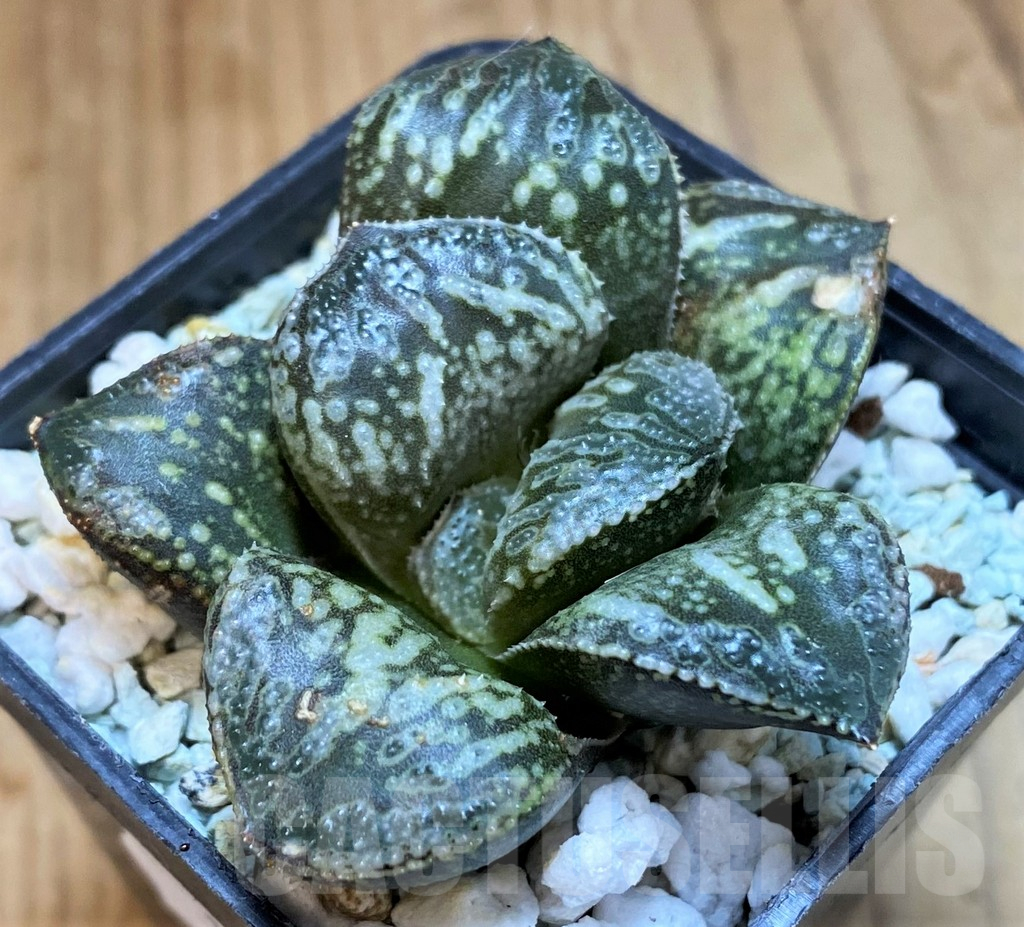SH16052 Haworthia ‘Snake’ - Image 2