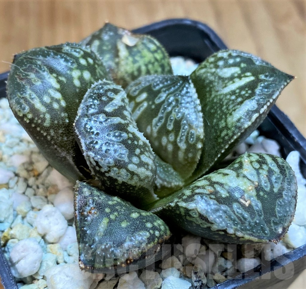 SH16052 Haworthia ‘Snake’