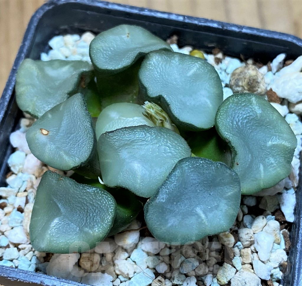 SH16053 Haworthia maughanii ‘Magic Mirror Vientiane’