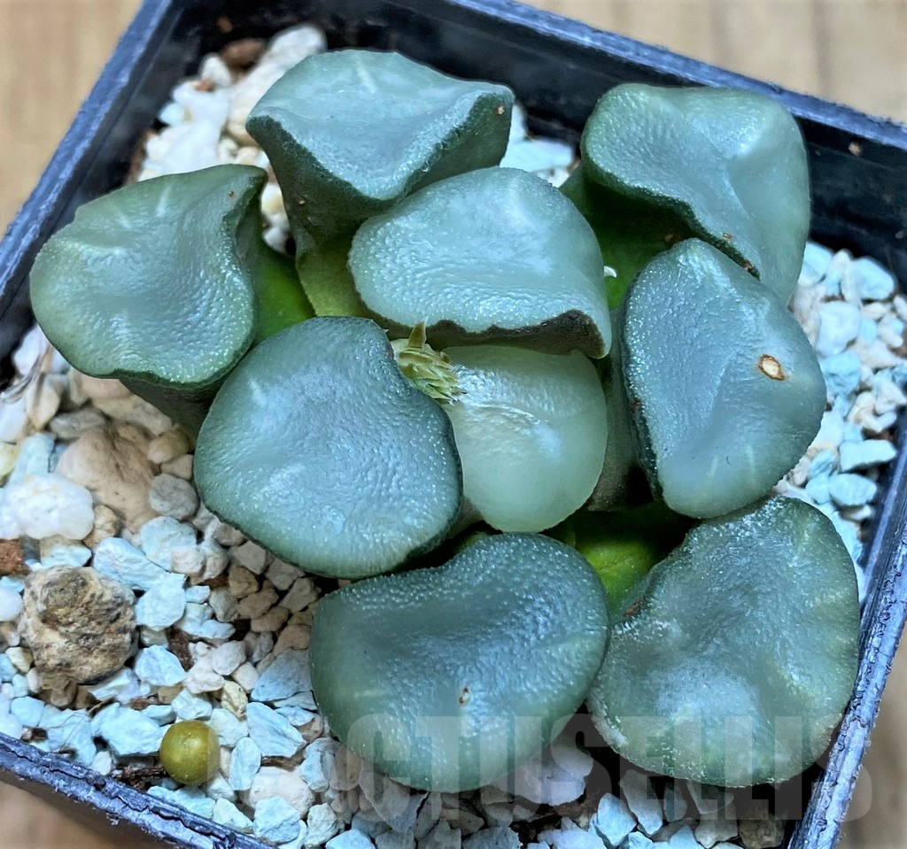 SH16053 Haworthia maughanii ‘Magic Mirror Vientiane’ – Bild 2