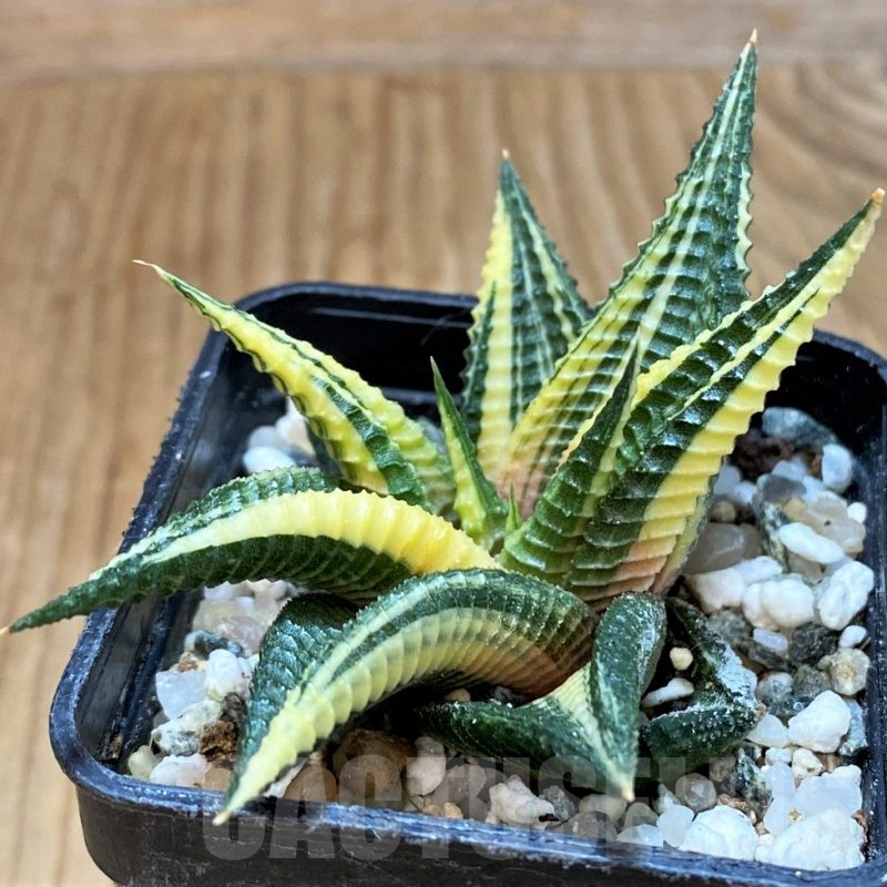 SH16045 Haworthia limifolia f. variegata