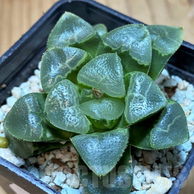 SH16054 Haworthia bayeri ‘Auspicious clouds’