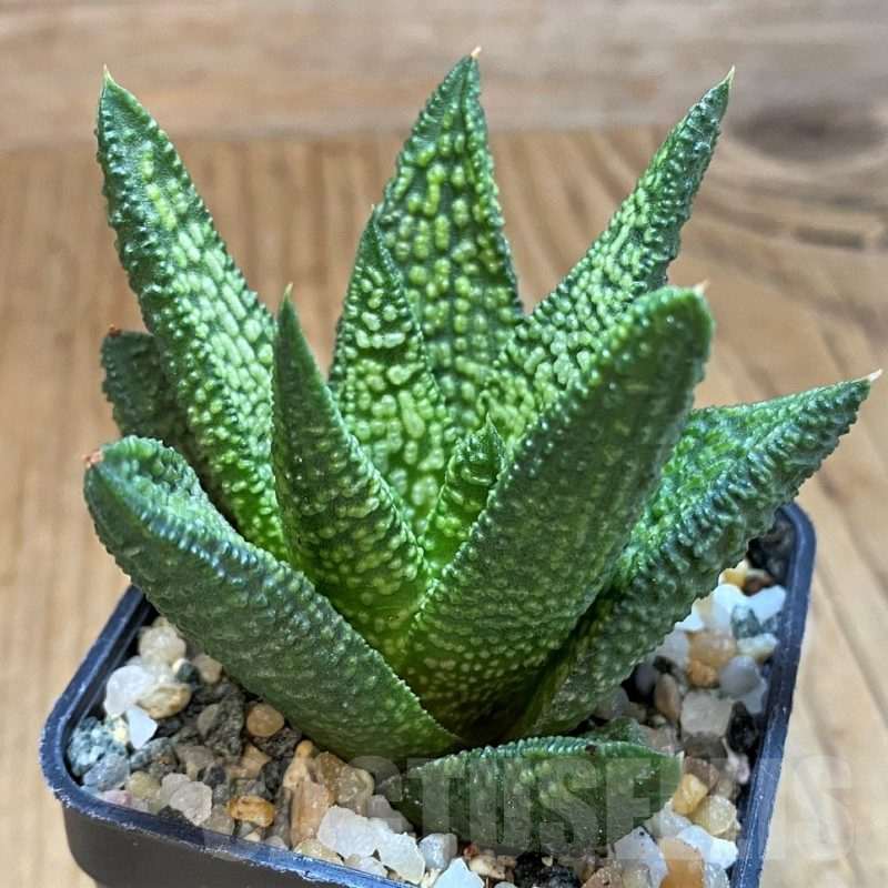 SH16055 Haworthia 'Marble Queen'
