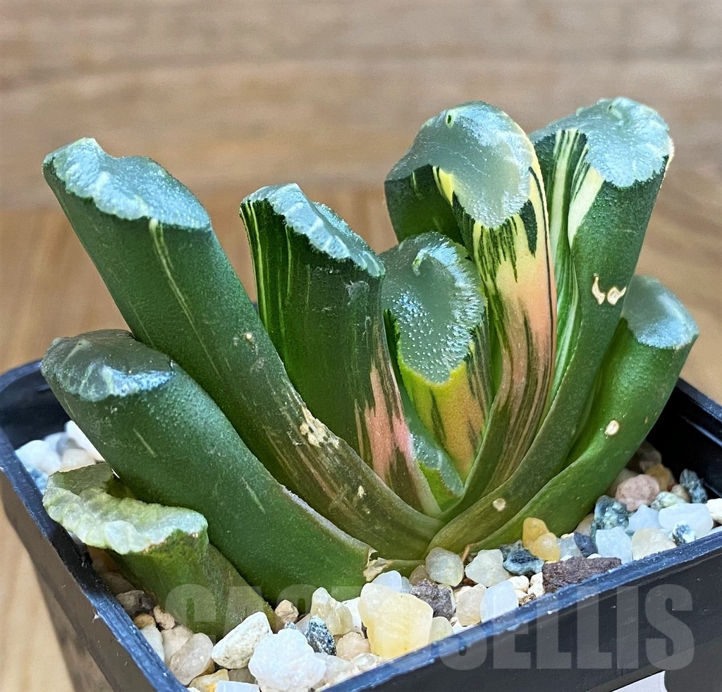 SH16056 Haworthia truncata f. variegata - Image 3