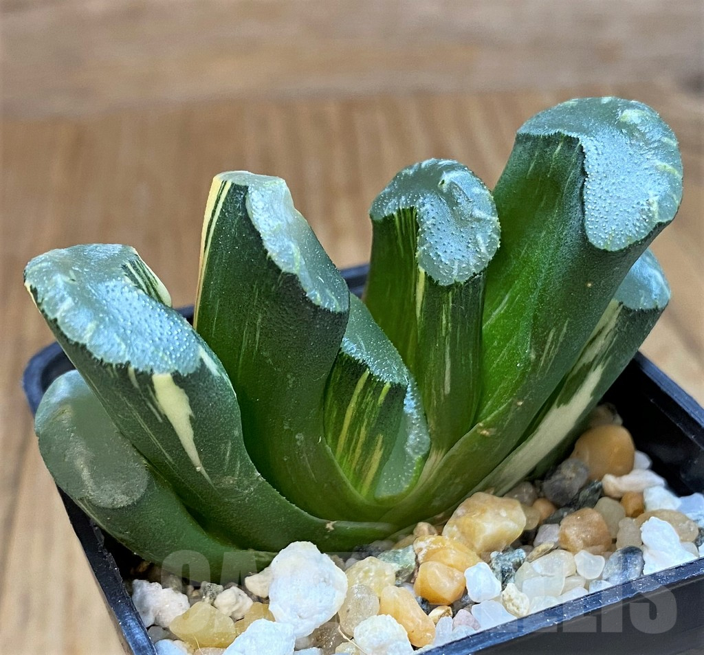 SH16056 Haworthia truncata f. variegata - Image 2