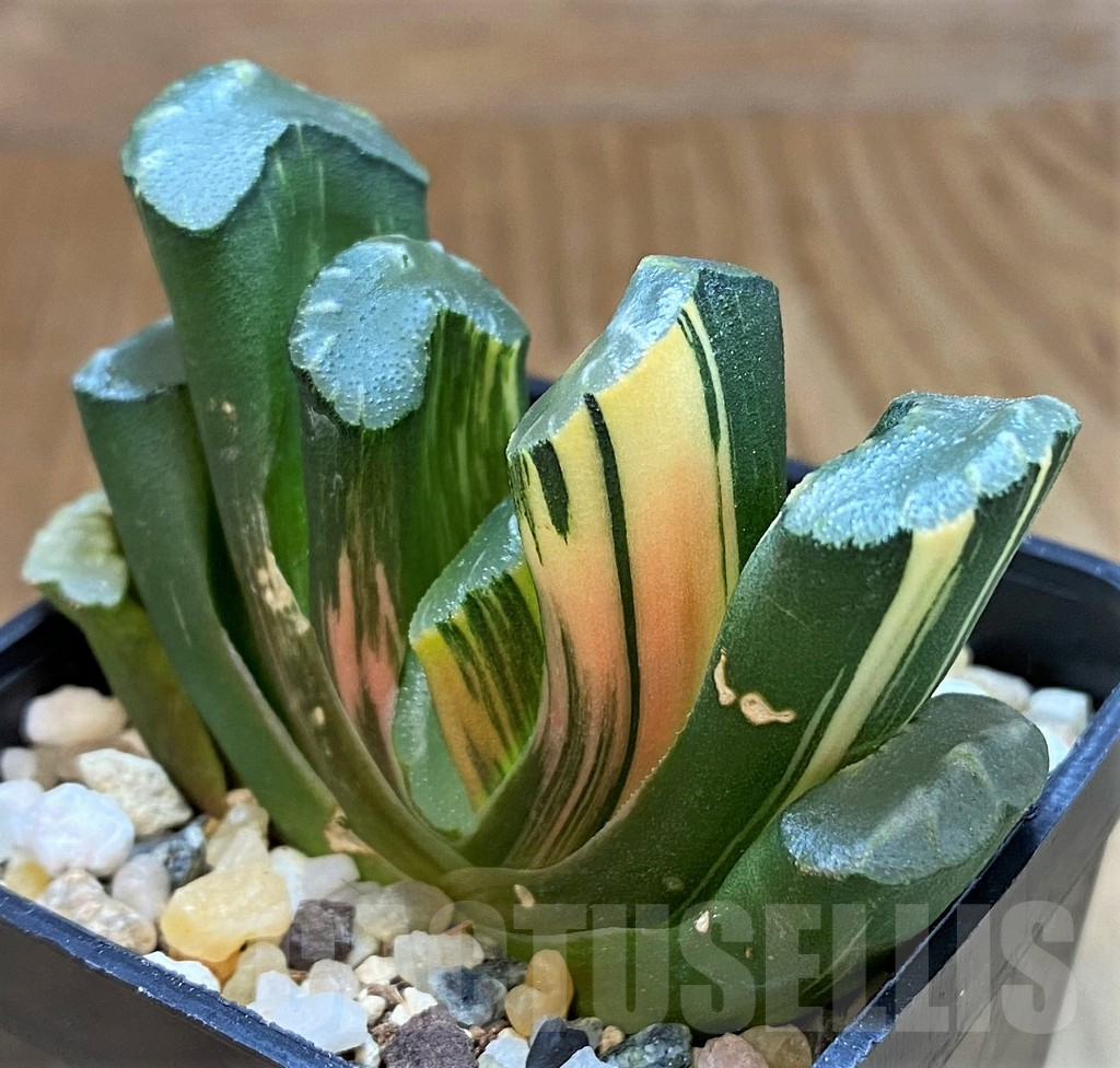 SH16056 Haworthia truncata f. variegata