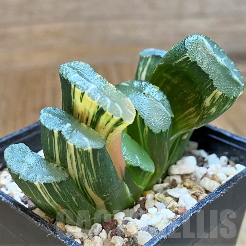 SH16057 Haworthia truncata f. variegata