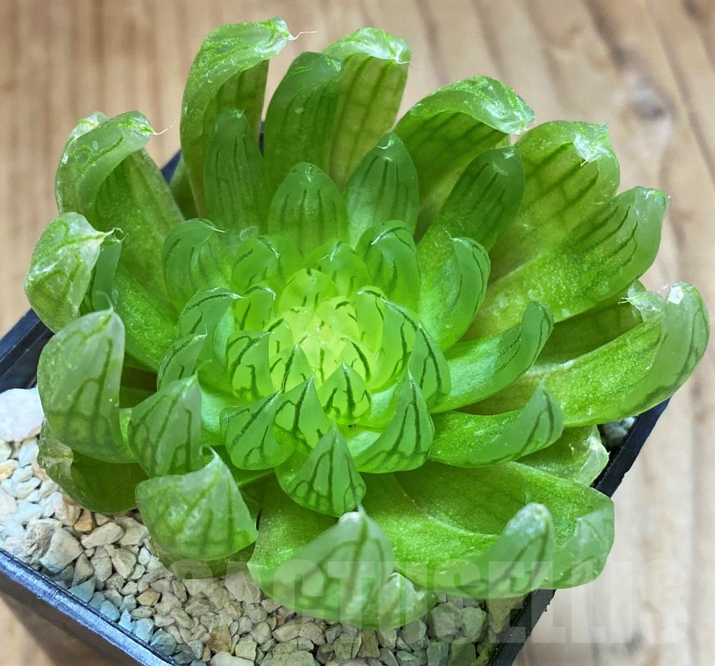 SH16058 Haworthia cooperi ‘Led mutant’ - Image 2