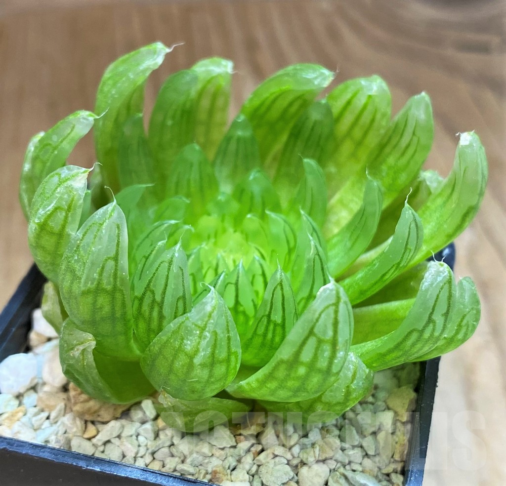 SH16058 Haworthia cooperi ‘Led mutant’