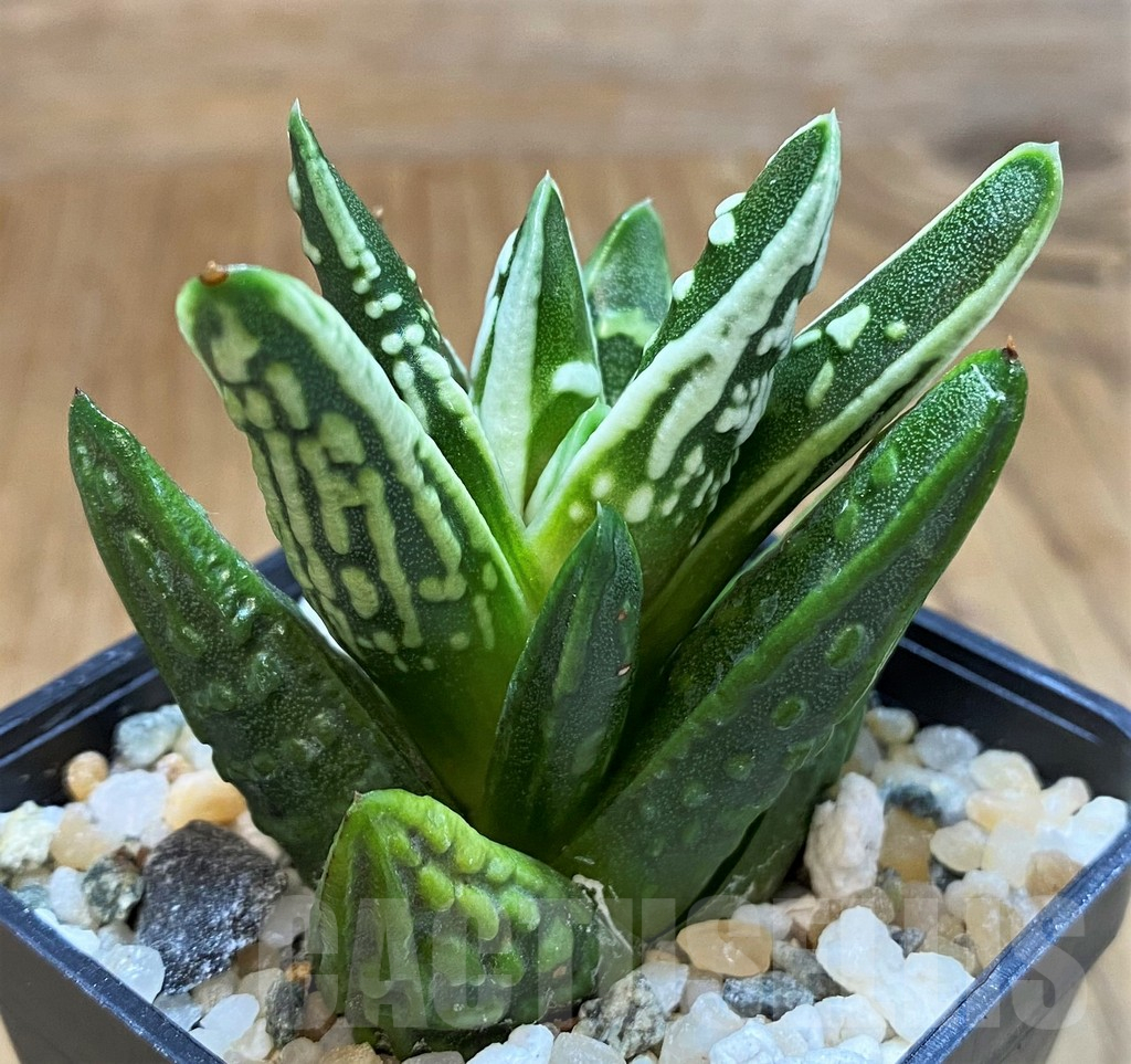 SH16059 Haworthia 'Tears of Angel' - Obrázek 2
