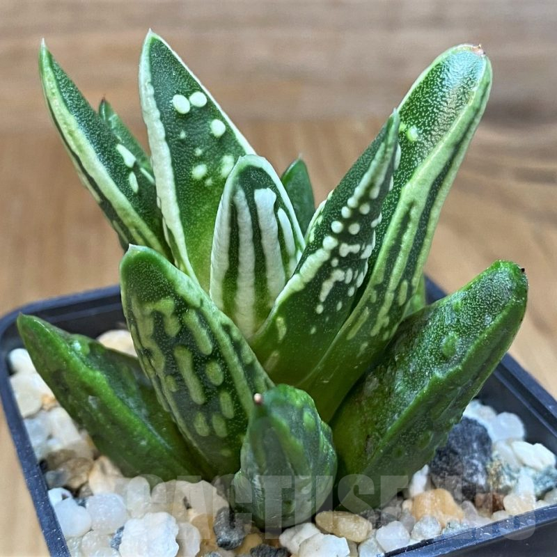 SH16059 Haworthia 'Tears of Angel'