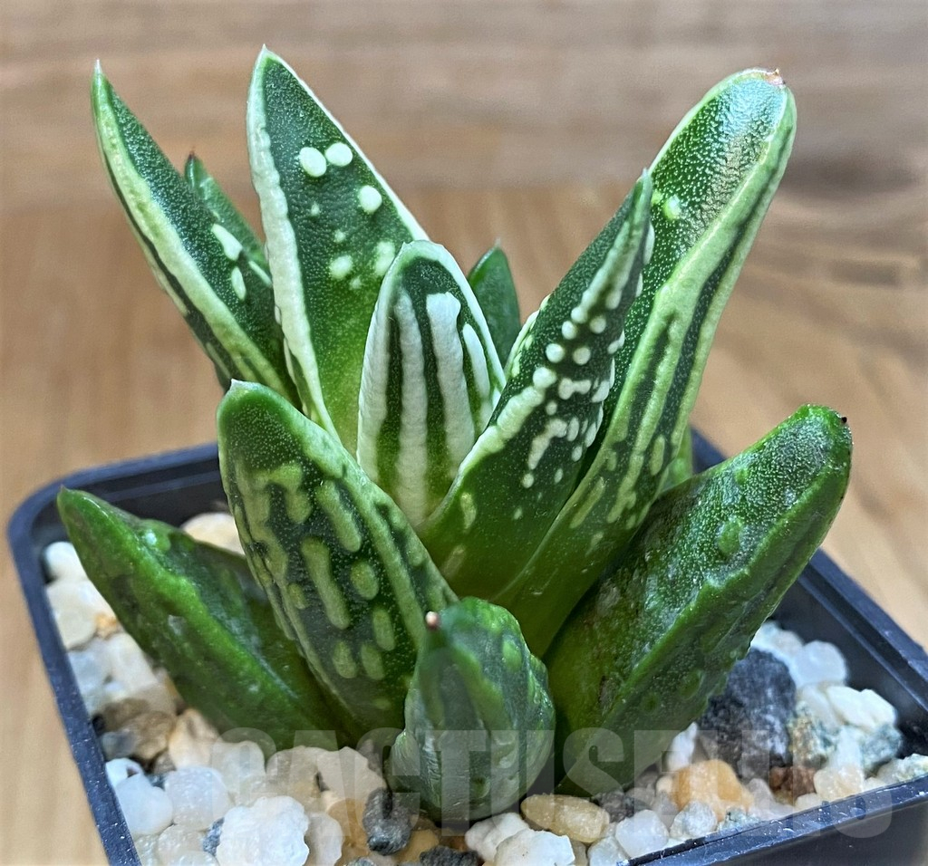 SH16059 Haworthia 'Tears of Angel'