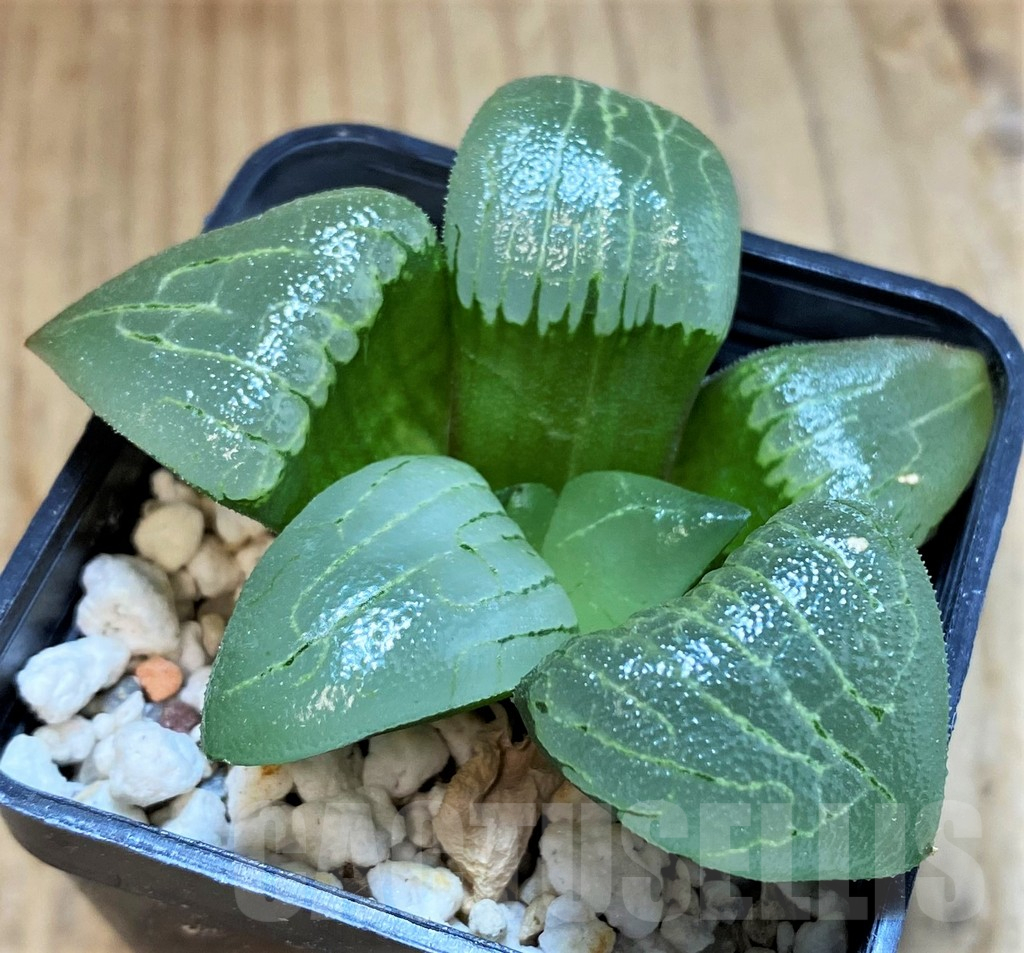 SH16060 Haworthia bayeri hybrid -Japan- - immagine 2