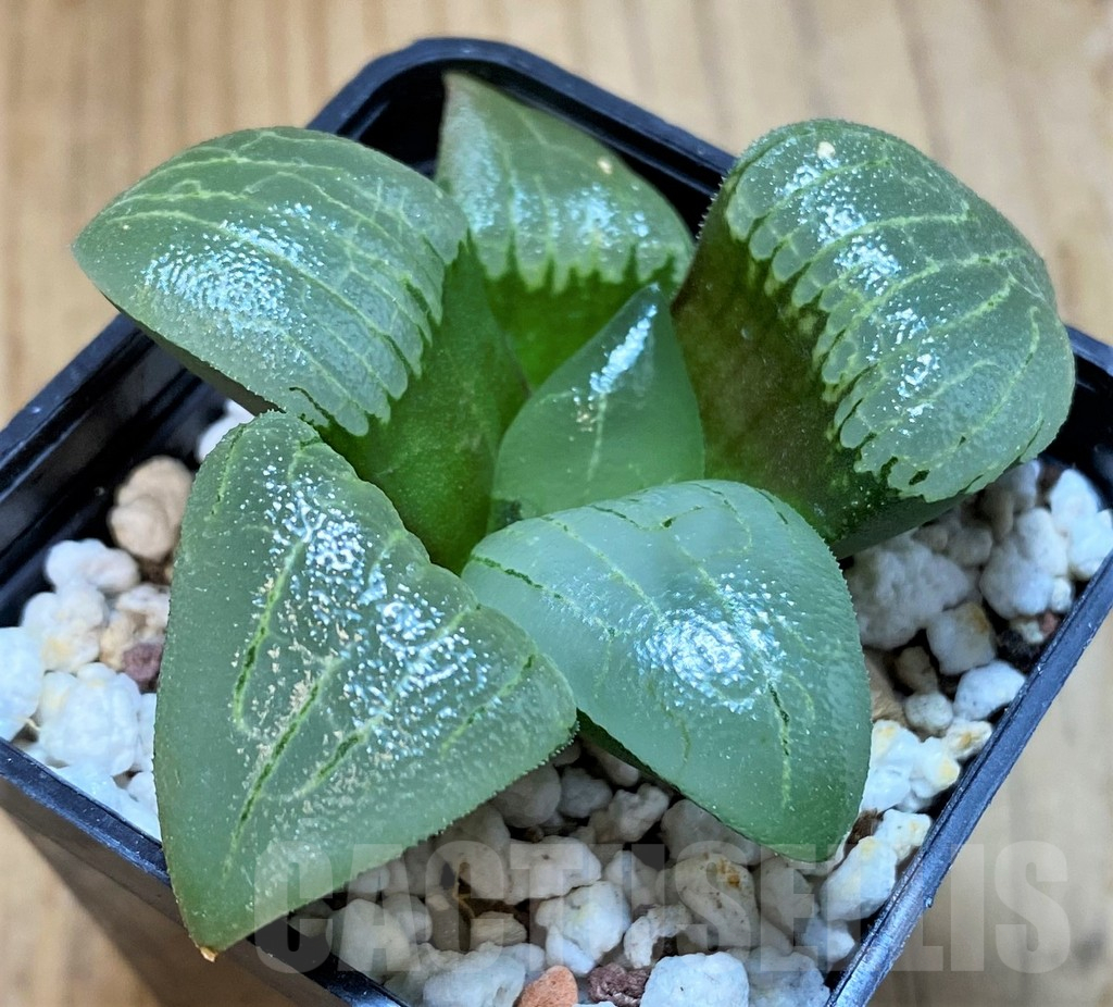 SH16060 Haworthia bayeri hybrid -Japan-