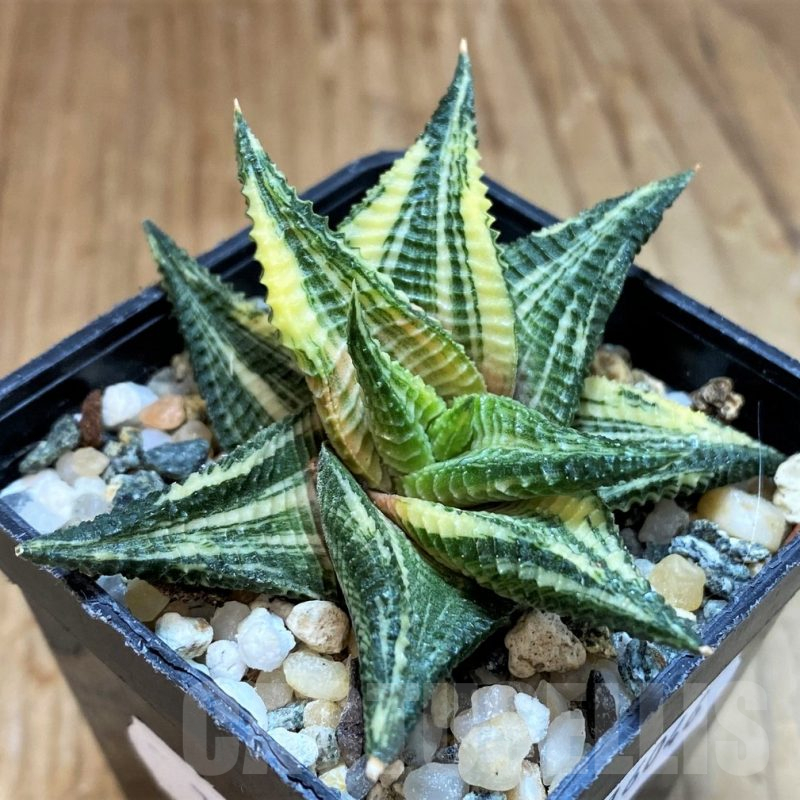 SH16046 Haworthia limifolia f. variegata