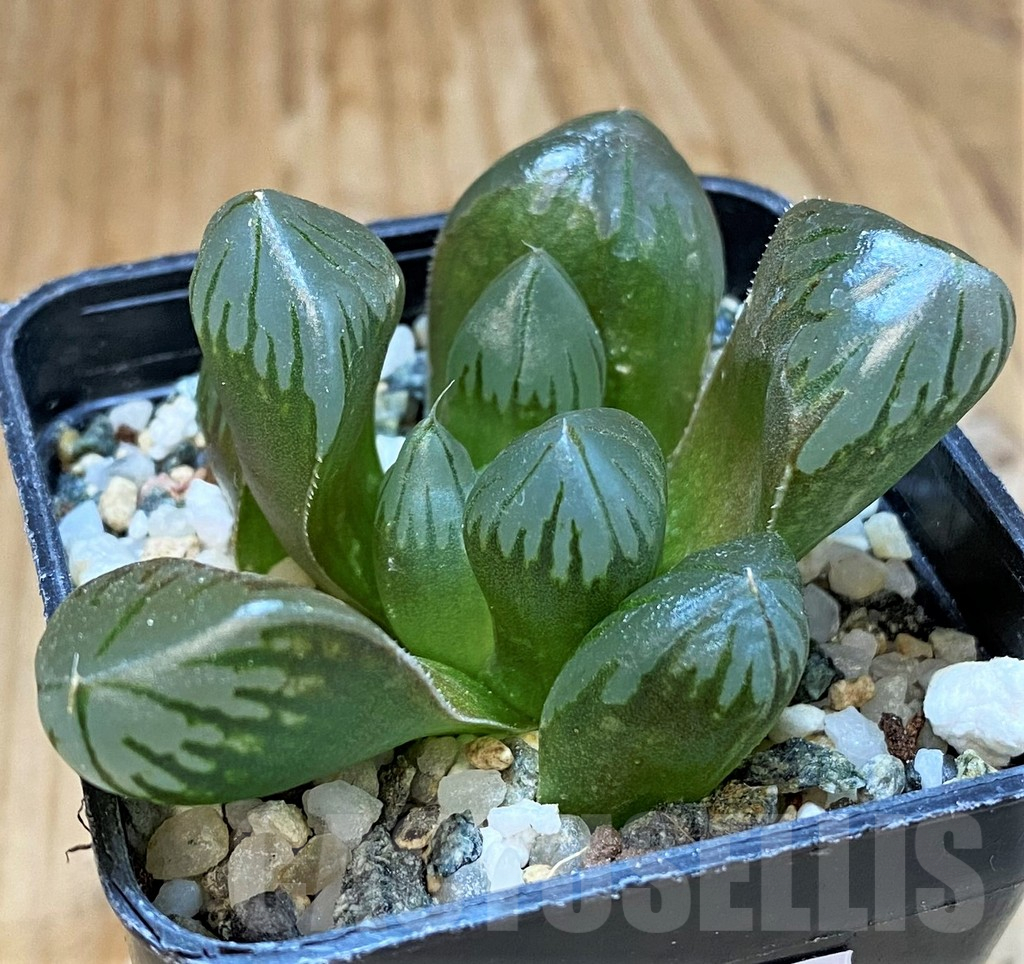 SH16061 Haworthia obtusa 'Black' hybrid - Зображення 2