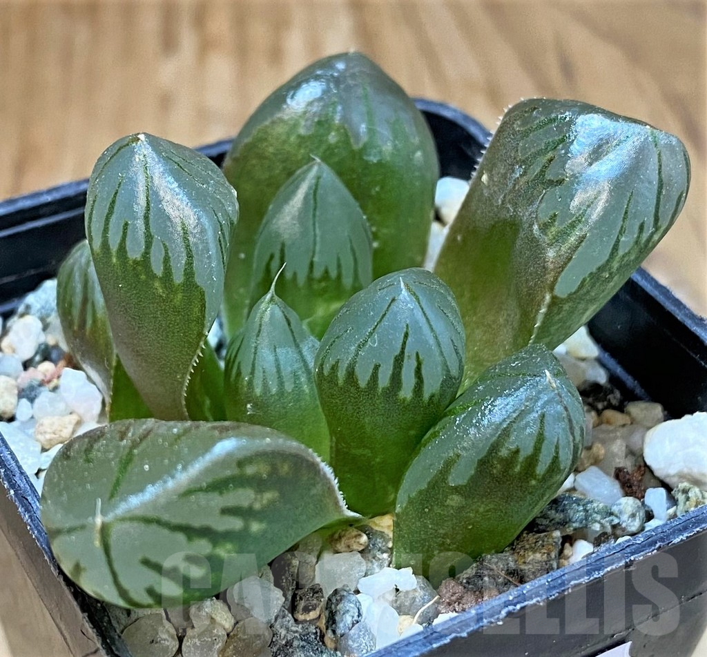 SH16061 Haworthia obtusa 'Black' hybrid