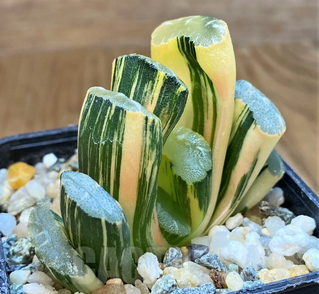 SH16063 Haworthia truncata f. variegata