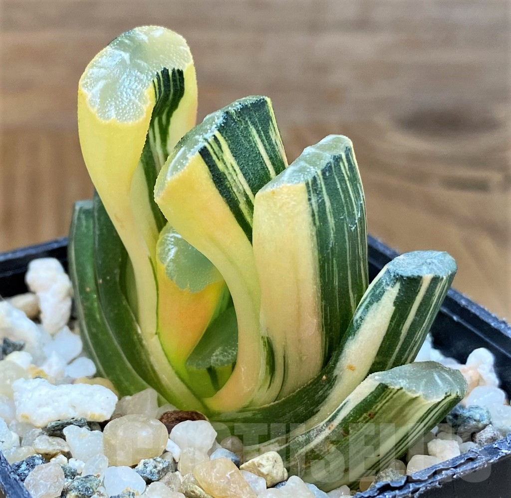 SH16063 Haworthia truncata f. variegata - 画像 (2)