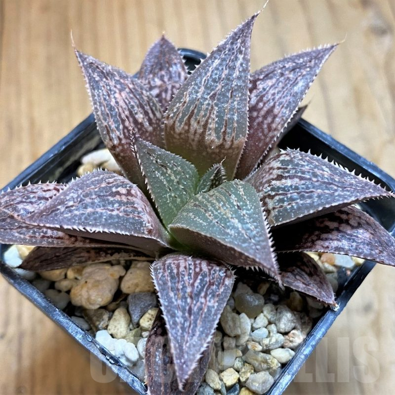 SH16065 Haworthia picta HRX-2 x ‘Pink Lady’