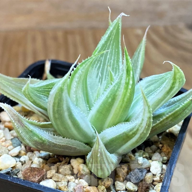 SH16076 Haworthia 'Grey Ghost'