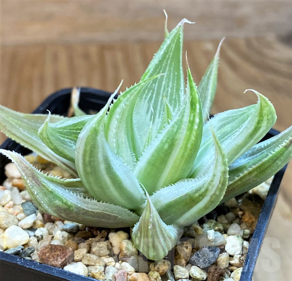 SH16076 Haworthia 'Grey Ghost'