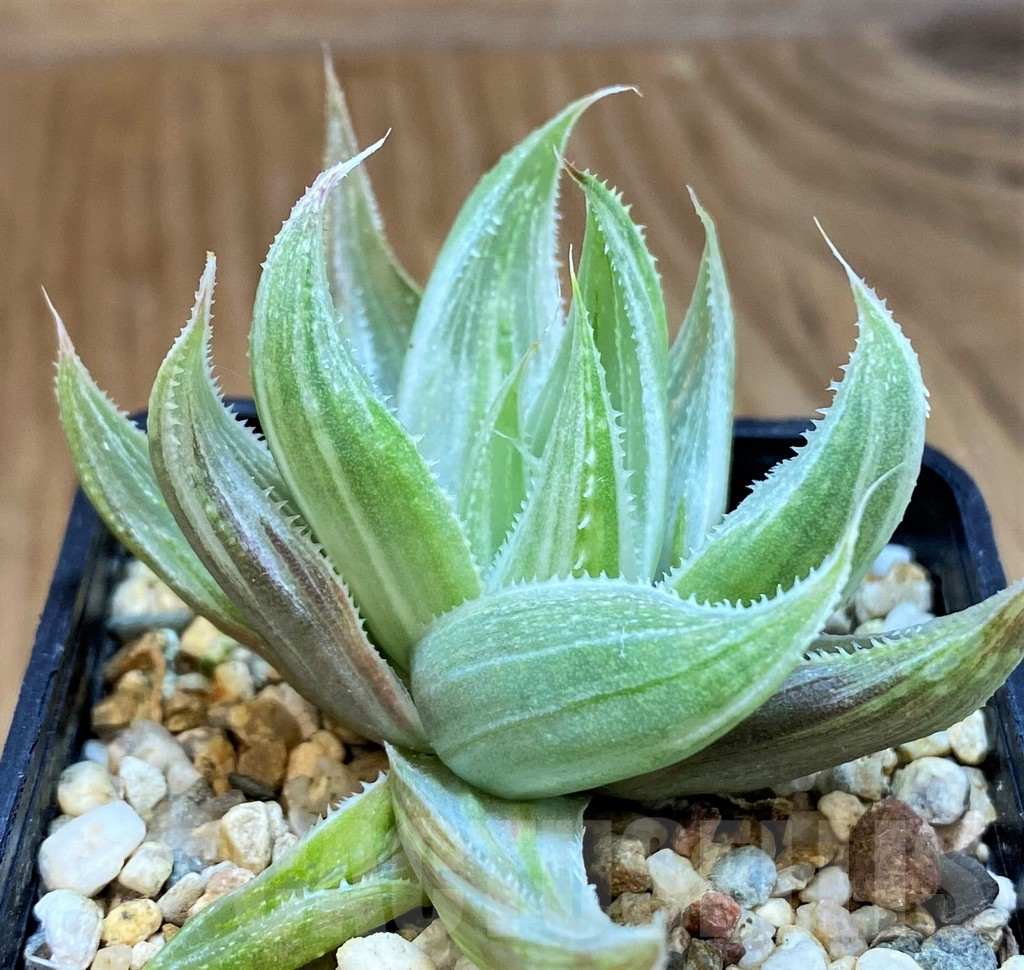 SH16076 Haworthia 'Grey Ghost' - Image 2