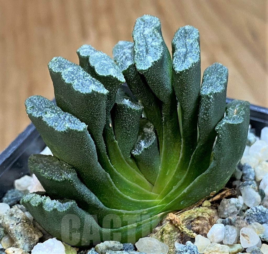 SH16078 Haworthia truncata hybrid - 画像 (2)