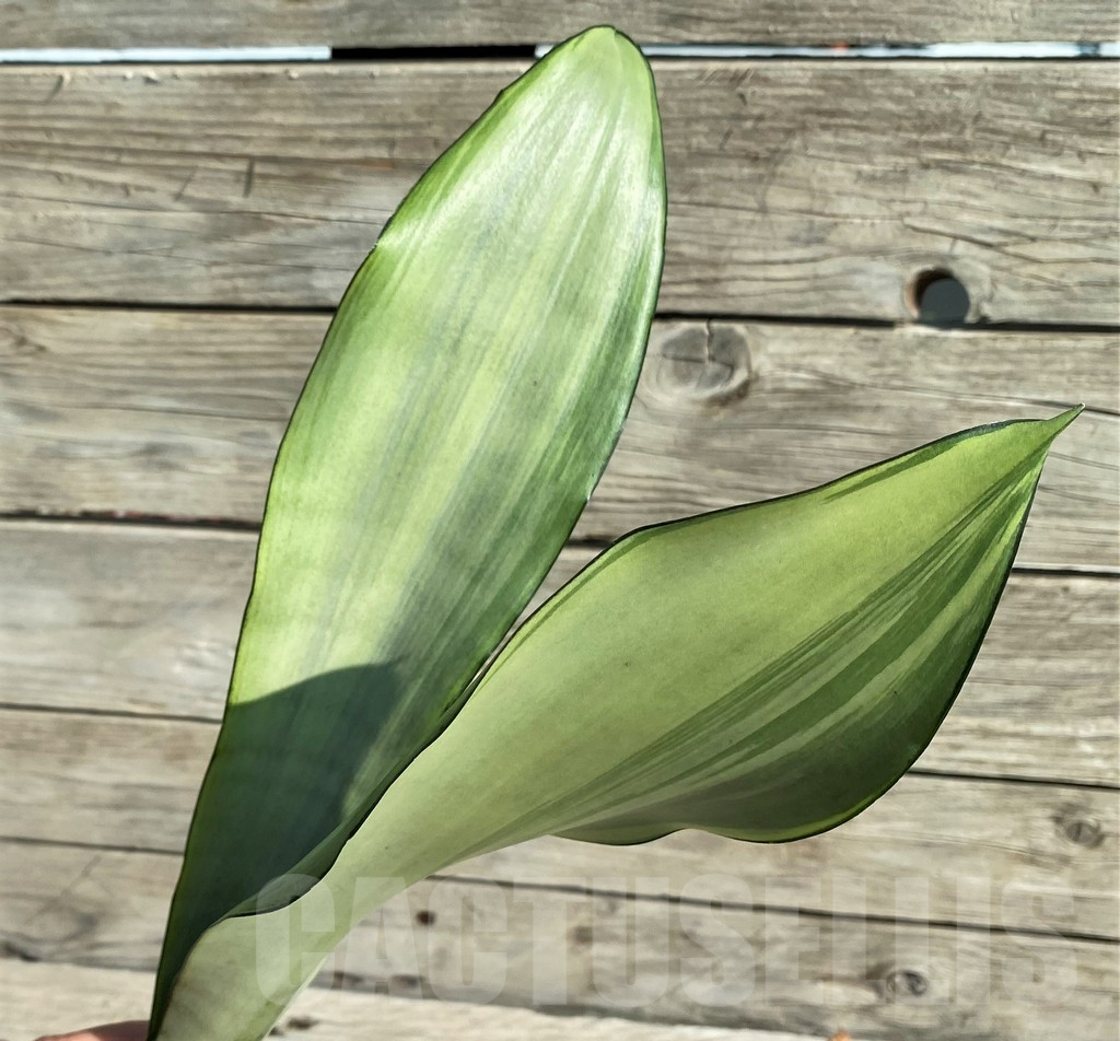 SH16258 Sansevieria 'Moonshine' f. variegata