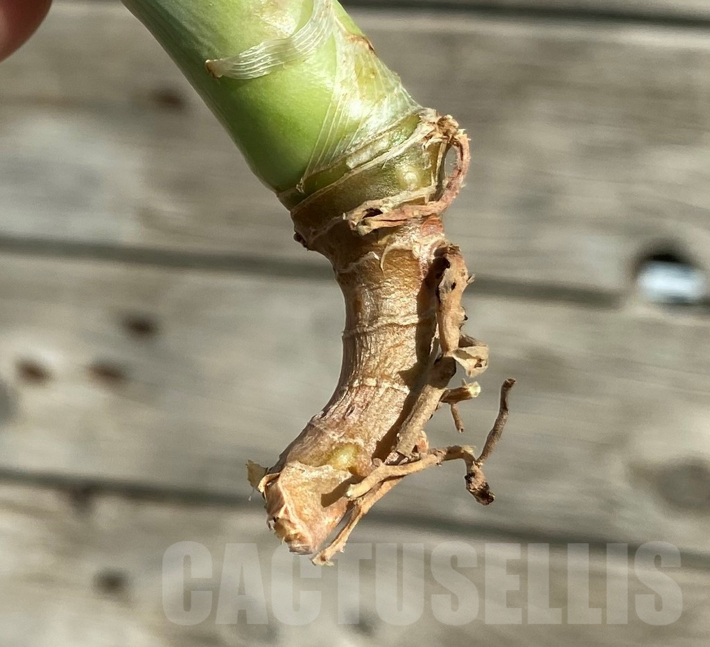 SH16294 Sansevieria 'Splash' - Image 2