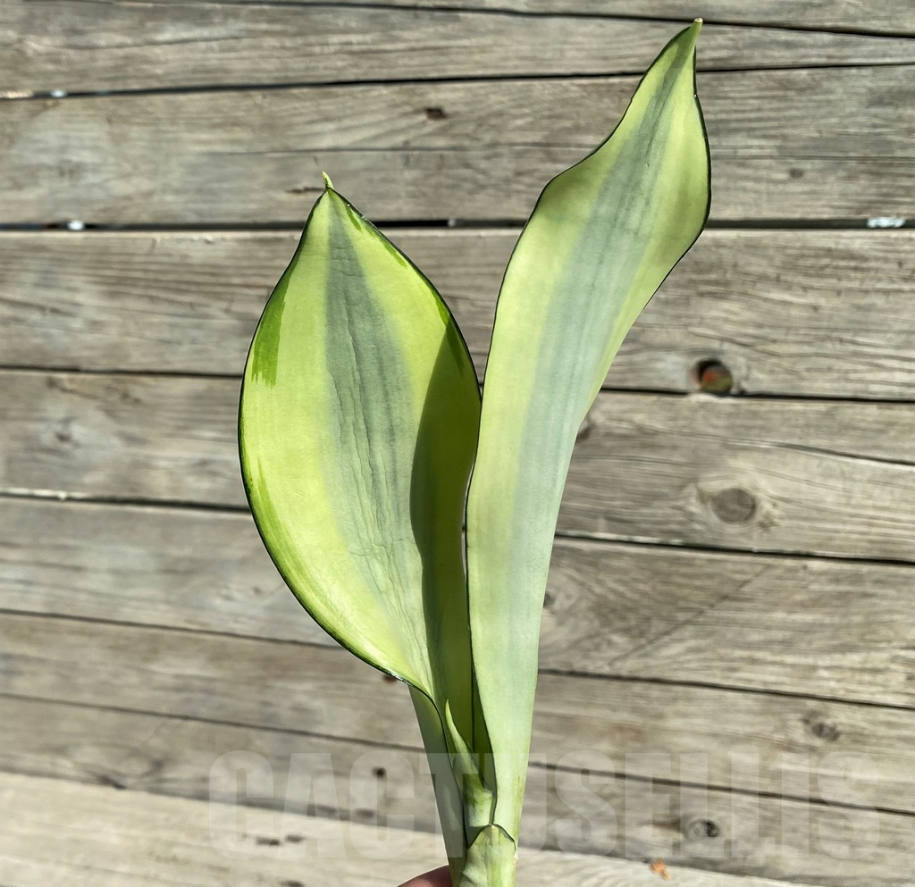 SH16294 Sansevieria 'Splash'