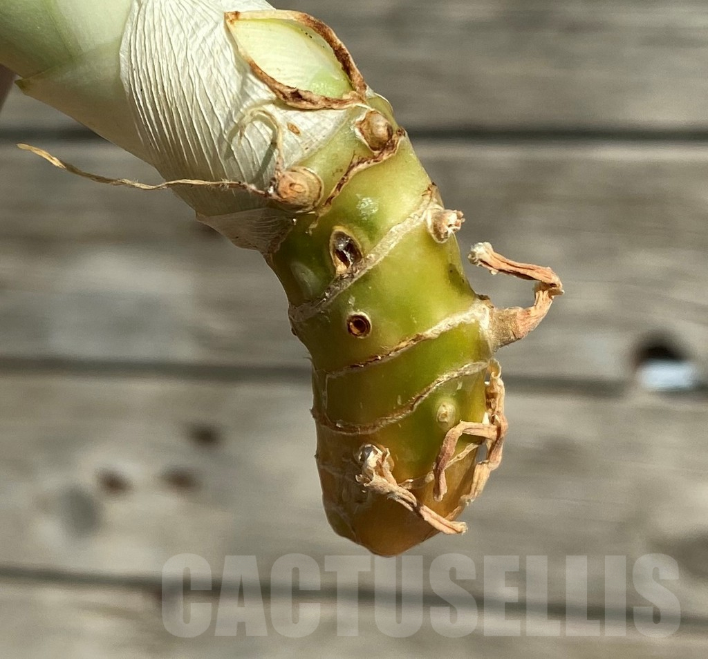 SH16295 Sansevieria 'Splash' - Image 2