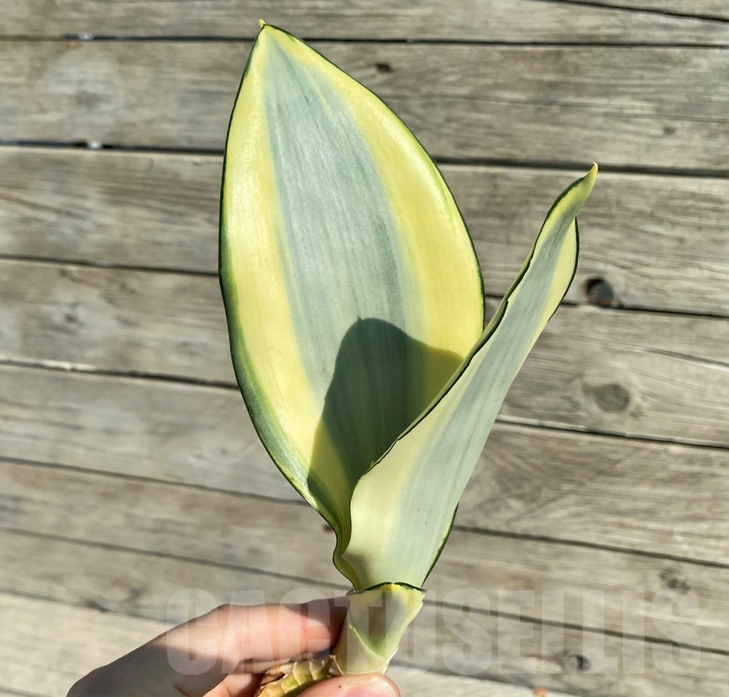 SH16295 Sansevieria 'Splash'